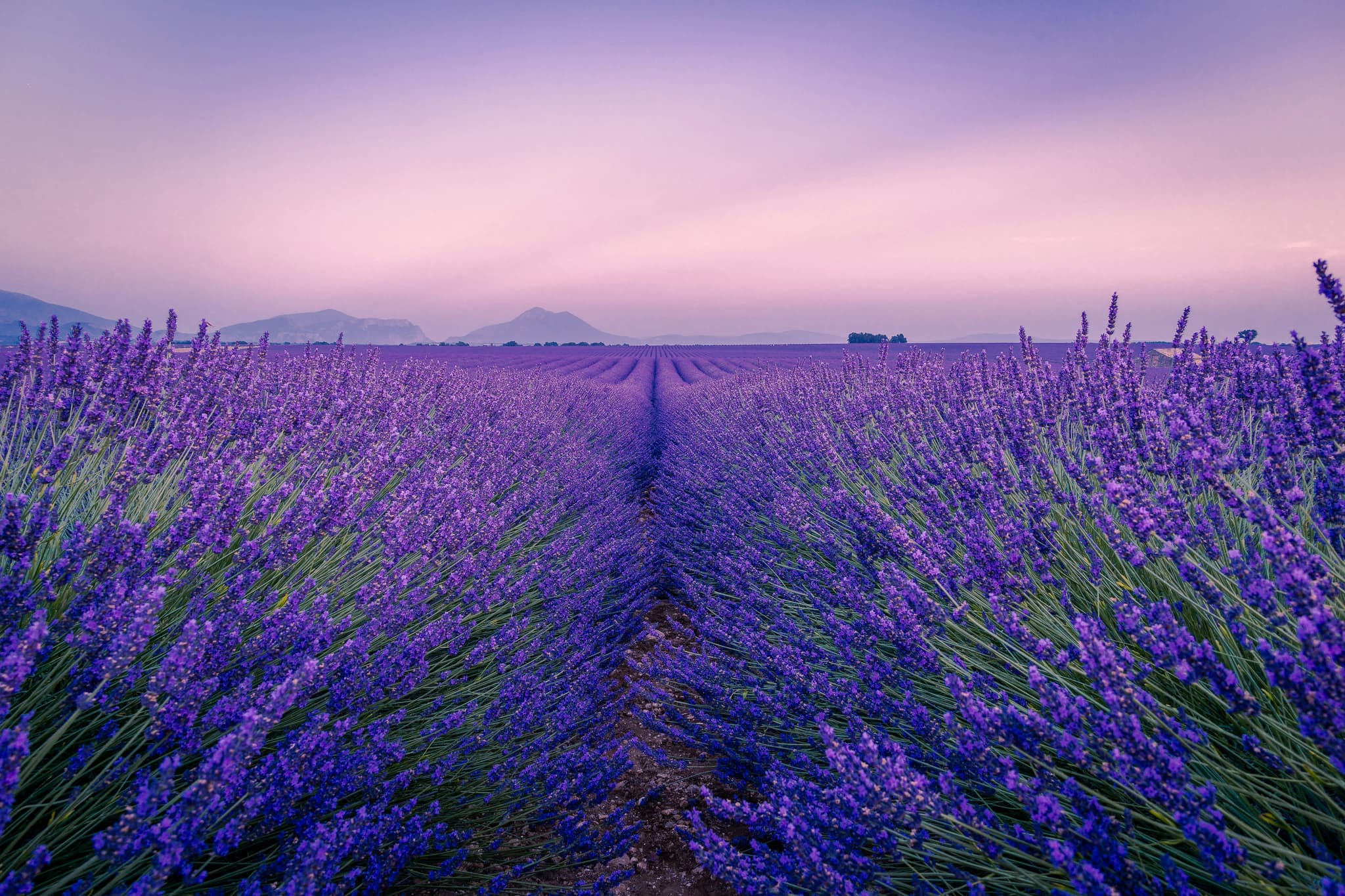 The Soothing Power of Lavender: Nature’s Calming Herb