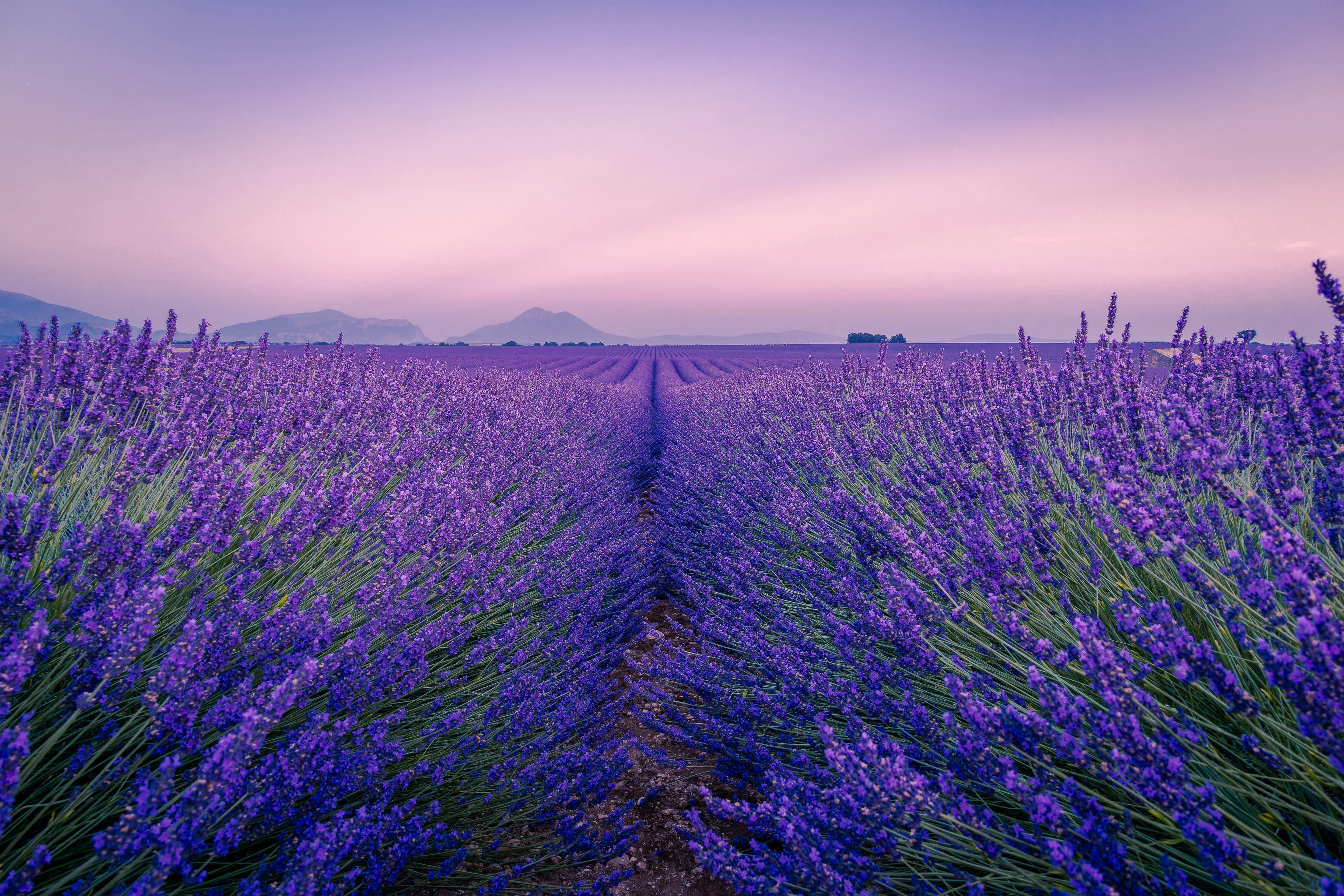 The Soothing Power of Lavender: Nature’s Calming Herb